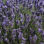 Lavender SuperBlue