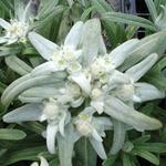 Leontopodium Alpinum