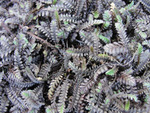 Leptinella Platt's Black
