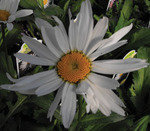 Leucanthemum Alaska