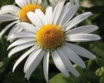 Leucanthemum Angel Daisy