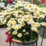 Leucanthemum Artic Snow