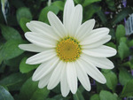 Leucanthemum Becky
