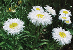 Leucanthemum Crazy Daisy