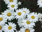 Leucanthemum Snow Lady