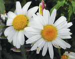 Leucanthemum White Breeze