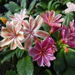 Lewisia Elise Mix