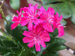 Lewisia Elise Ruby Red