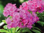 Lewisia Elise Ultra Violet