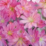 Lewisia Sunset Rosy Pink