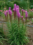 Liatris Kobald Blue