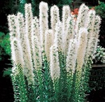 Liatris Spicata White