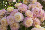 Rose Floribunda Life of the Party