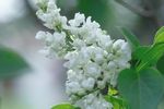 Lilac Common White