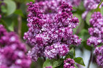 Lilac First Editions® Virtual Violet®