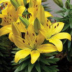 Lily Dwarf Matrix Gold