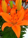 Lily Dwarf Matrix Orange