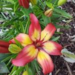 Lily Joy Majestic
