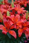 Lily Matrix Red