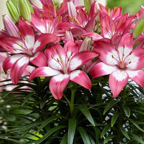 Plant Catalog Goode Greenhouses