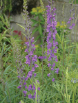 Linaria Purpurea