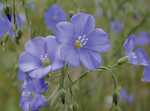 Linum Blue Flax Perenne
