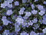 Linum Sapphire