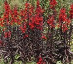 Lobelia Queen Victoria-Red
