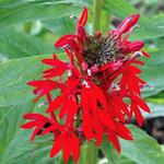 Lobelia Green (Native)