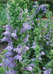 Lobelia Great Blue (Native)