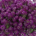 Lobularia Purple Stream