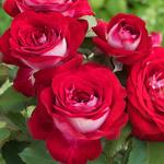 Rose Hybrid Tea Love at First Sight