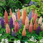 Lupine Dwarf Minnarette