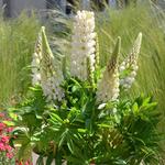 Lupine Mini White