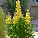 Lupine Mini Yellow