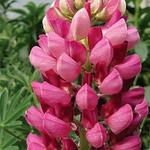 Lupine Morello Cherry