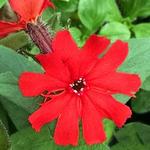 Lychnis Bronze Leaf Red