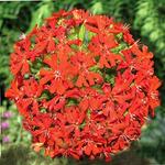 Lychnis Maltese Cross