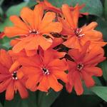 Lychnis Orange Gnome Arkwrightii