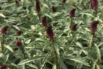 Lysimachia Beaujolais Atropurpurea