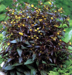 Lysimachia Firecracker