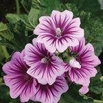 Malva sylvestris Zebrina