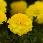 Marigold Hot Pak Yellow