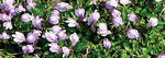 Mazus Reptans - Purple