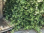 Meuhlenbeckia Wire Vine