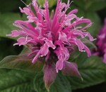Monarda Bee Mine Pink