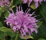 Monarda Bee Mine Lavender