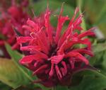 Monarda Bee Mine Red