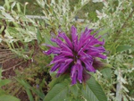 Monarda Blue Stockings-Violet