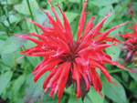 Monarda Garden View Scarlet